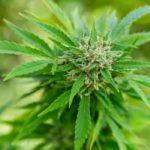 cannabis-plant-buds