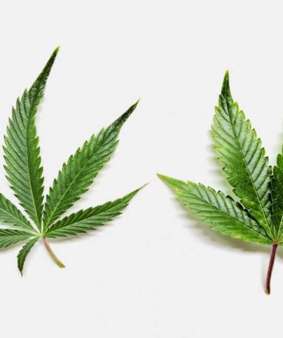 marijuana-vs-hemp